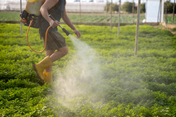 Best Pest Prevention Services  in Picacho Hills, NM